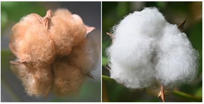 Naturally colored cotton for wearable applications